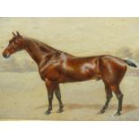 FRANK PATON (1855-1909) PORTRAIT OF A HORSE NAMED WATERFORD, SIGNED, WATERCOLOUR. 36 x 46cms