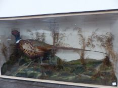 A TAXIDERMY COCK PHEASANT PRESERVED IN A FLAT FRONTED CASE. W 91cms.