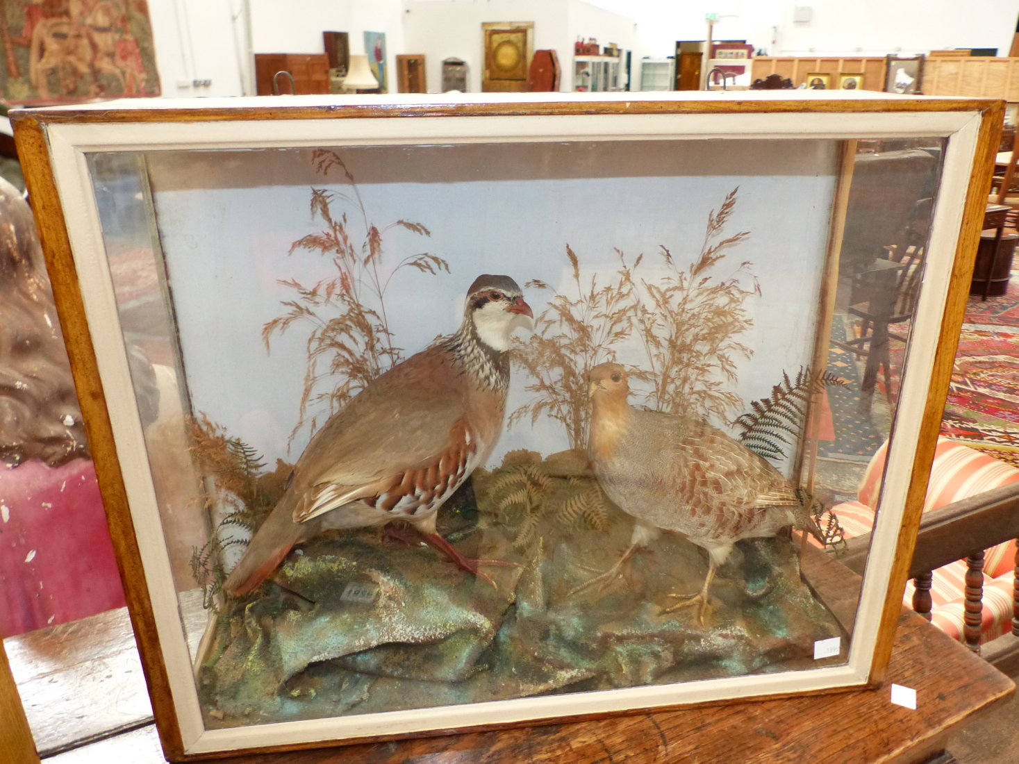 W WYATT, A FRENCH AND AN ENGLISH PARTRIDGE PRESERVED IN A THREE SIDED GLAZED CASE. W 53.5cms.