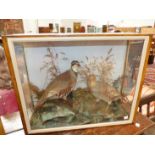 W WYATT, A FRENCH AND AN ENGLISH PARTRIDGE PRESERVED IN A THREE SIDED GLAZED CASE. W 53.5cms.