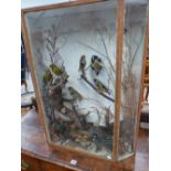 GOLD FINCHES AND OTHER SONG BIRDS PRESERVED IN A CASE WITH A THREE PANELLED GLASS FRONT. W 63 x H