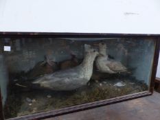 A PAIR OF SEAGULLS PRESERVED ON A SEA SHORE WITHIN A FLAT FRONTED CASE. W 81cms.