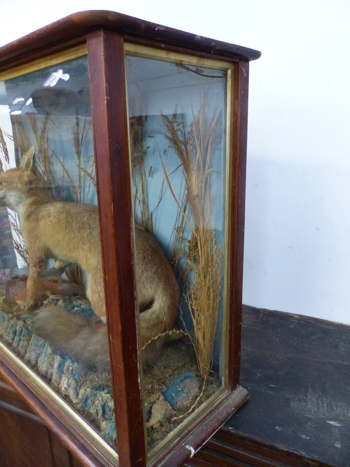 A WELL MOUNTED TAXIMERMY FOX IN MAHOGANY GLAZED CASE - Image 14 of 16
