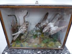 A PAIR OF TAXIDERMY NIGHTJARS WITHIN A FLAT FRONTED CASE. W 54.5cms.