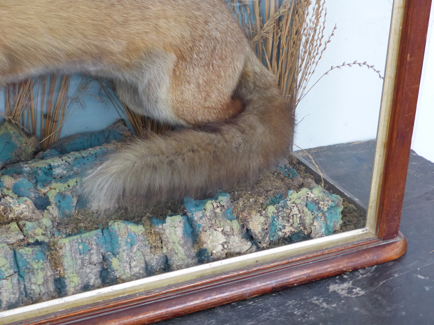A WELL MOUNTED TAXIMERMY FOX IN MAHOGANY GLAZED CASE - Image 10 of 16