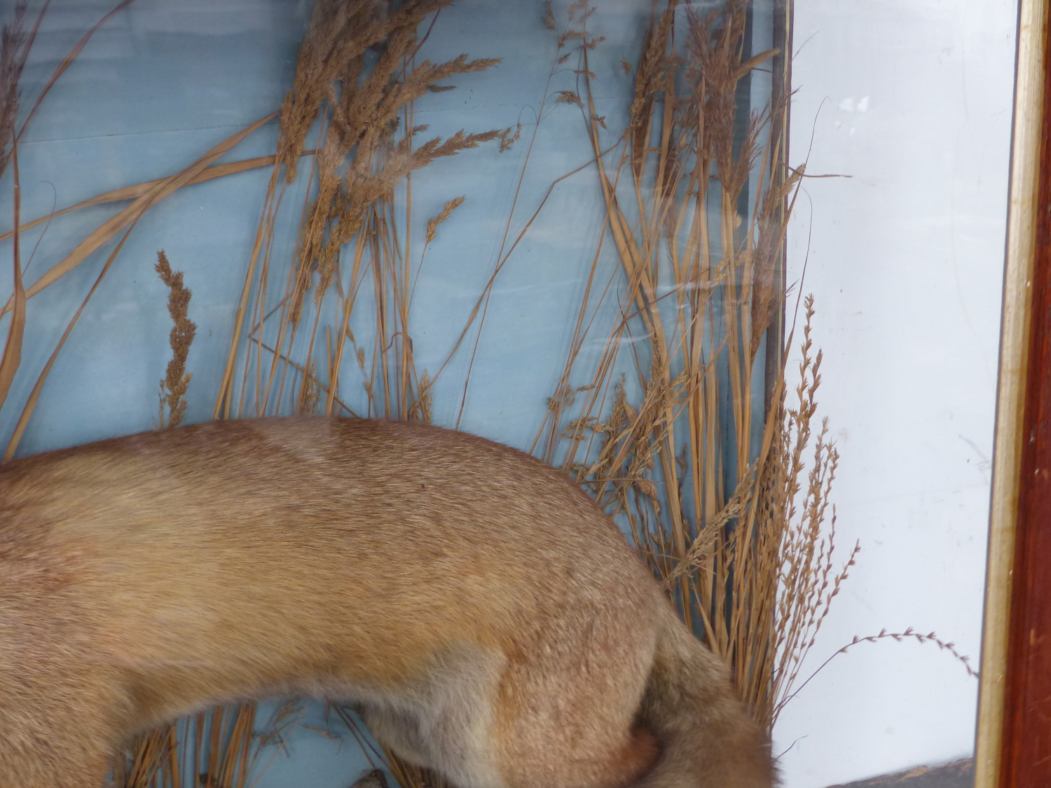 A WELL MOUNTED TAXIMERMY FOX IN MAHOGANY GLAZED CASE - Image 9 of 16