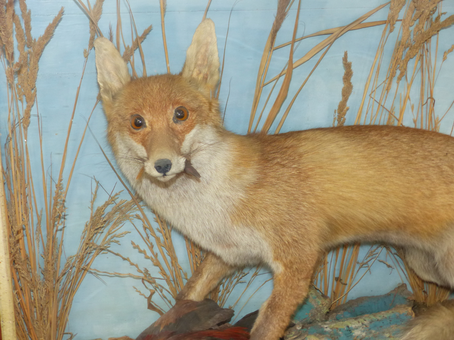 A WELL MOUNTED TAXIMERMY FOX IN MAHOGANY GLAZED CASE - Image 3 of 16