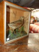 A TAXIDERMY CORN CRAKE IN A GLAZED OAK FLAT FRONTED CASE. W 30cms