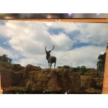 HAMISH MACKIE (B.1973), A PHOTOGRAPHIC PANEL, STAG, 17/18. 81.28 x 121.92cms.