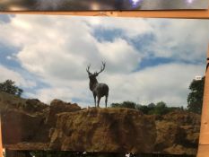 HAMISH MACKIE (B.1973), A PHOTOGRAPHIC PANEL, STAG, 17/18. 81.28 x 121.92cms.