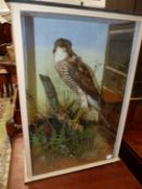 A TAXIDERMY SPARROWHAWK PRESERVED IN A FLAT FRONTED CASE. W 38cms.