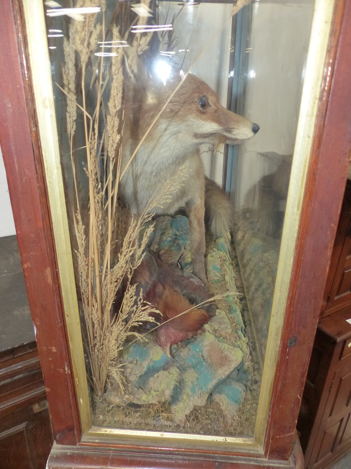 A WELL MOUNTED TAXIMERMY FOX IN MAHOGANY GLAZED CASE - Image 12 of 16
