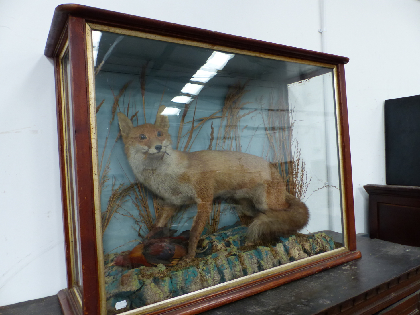 A WELL MOUNTED TAXIMERMY FOX IN MAHOGANY GLAZED CASE