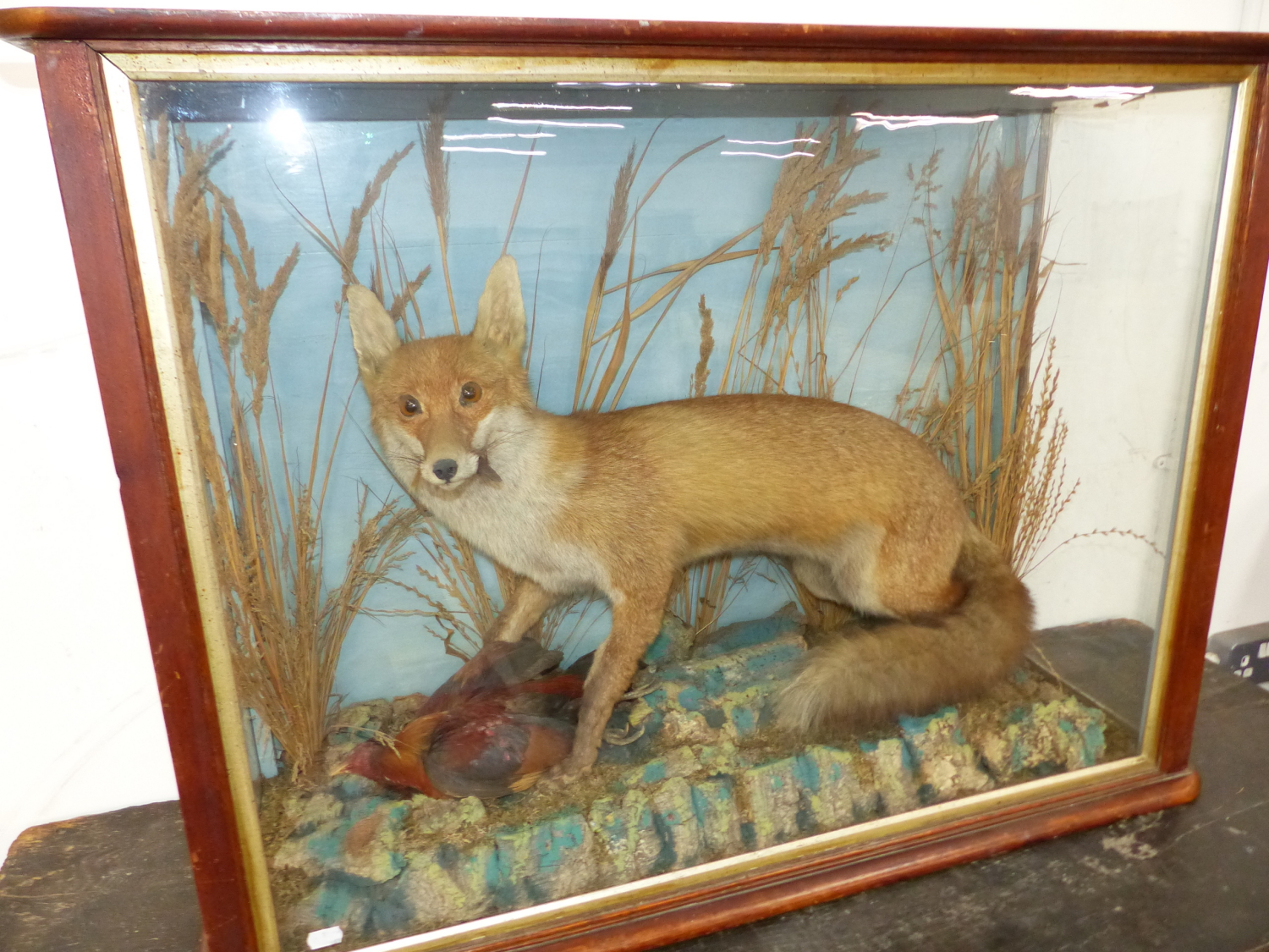 A WELL MOUNTED TAXIMERMY FOX IN MAHOGANY GLAZED CASE - Image 2 of 16