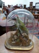 A TAXIDERMY GREEN WOODPECKER UNDER A GLASS DOME. H 38cms