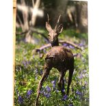 HAMISH MACKIE (B. 1973), A PHOTOGRAPHIC PANEL, A BRONZE ROE BUCK AMONGST BLUE BELLS. 81.28 X 121.