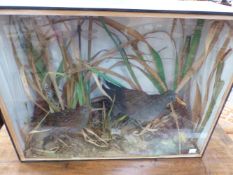 A WATERRAIL AND A MOORHEN PRESERVED AMONGST REEDS WITHIN A FLAT FRONTED EBONISED CASE. W 54cms.