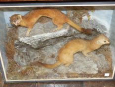 A PAIR OF STOATS PRESERVED IN A GLAZED EBONISED CASE. W 51cms.