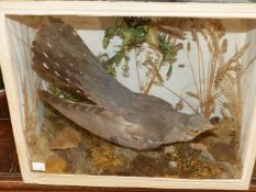 A TAXIDERMY CUCKOO SPECIMIN