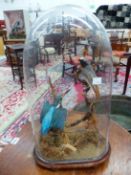 A KINGFISHER AND A REDSTART PRESERVED UNDER A GLASS DOME. H 45cms.