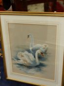 MOORE (20th/21st C.) TWO SWANS, SIGNED, GOUACHE. 60 x 50cms