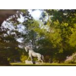 HAMISH MACKIE (B. 1973), A PHOTOGRAPHIC PANEL, GOODMAN ANDALUSIAN STALLION, 14/18. 81.28 x 121.