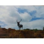 HAMISH MACKIE (B. 1973), A PHOTOGRAPHIC PANEL, STAG, 17/18. 81.28 x 121.92cms.