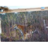 HAMISH MACKIE (B. 1973), A PHOTOGRAPHIC PANEL, TIGERS, 18/18. 81.28 x 121.92cms.