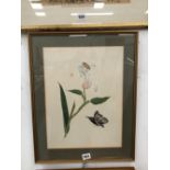 A 19th C. ENGLISH SCHOOL. INSECTS AND ORCHID BLOSSOM, WATERCOLOUR. 38 x 29cms