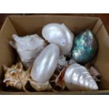 A COLLECTION OF INTERESTING VINTAGE SEA SHELLS.