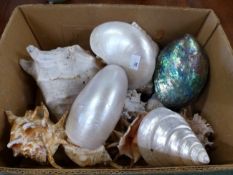 A COLLECTION OF INTERESTING VINTAGE SEA SHELLS.
