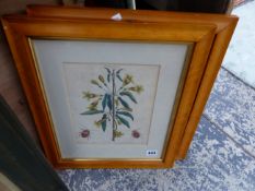 PAIR OF ANTIQUE HAND COLOURED BOTANICAL PRINTS AFTER HENRY ANDREWS. 25 x 19 cms (2)