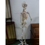 A ANATOMICAL MEDICAL COMPOSITION SKELETON