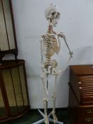 A ANATOMICAL MEDICAL COMPOSITION SKELETON