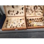 A COLLECTION OF ENTOMOLOGY BUTTERFLY CASES AND CONTENTS