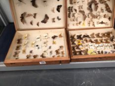 A COLLECTION OF ENTOMOLOGY BUTTERFLY CASES AND CONTENTS