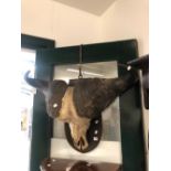 A VINTAGE MOUNTED WATER BUFFALO SKULL WITH HORNS.
