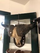 A VINTAGE MOUNTED WATER BUFFALO SKULL WITH HORNS.