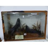 TAXIDERMY, A PAIR OF JACKDAWS