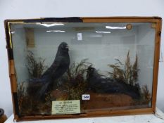 TAXIDERMY, A PAIR OF JACKDAWS