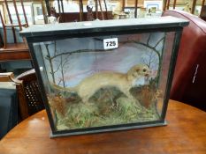 A TAXIDERMY STOAT.