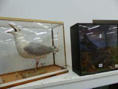 A TAXIDERMY GULL AND A PAIR OF BLACKBIRDS