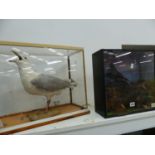 A TAXIDERMY GULL AND A PAIR OF BLACKBIRDS