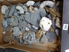 AMMONITES AND OTHER FOSSILS TOGETHER WITH A CANNON BALL