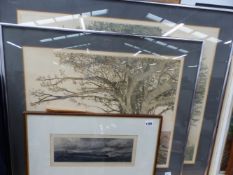 TWO CONTEMPORARY COLOURED ETCHINGS, TREE STUDIES TOGETHER WITH AN EARLIER ETCHING SIGNED