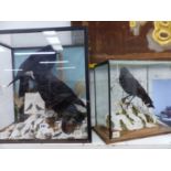 A TAXIDERMY JACKDAW IN ONE GLAZED CASE AND A CROW AND ROOK IN ANOTHER
