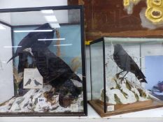 A TAXIDERMY JACKDAW IN ONE GLAZED CASE AND A CROW AND ROOK IN ANOTHER