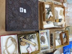 A COLLECTION OF FOSSILS, SHELLS AND STONES, SOME IN A FOLIATE CARVED BOX