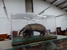 A TAXIDERY BADGER.