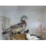 TAXIDERMY. POSSIBLY WOODDUCK AND BUFFLEHEAD.